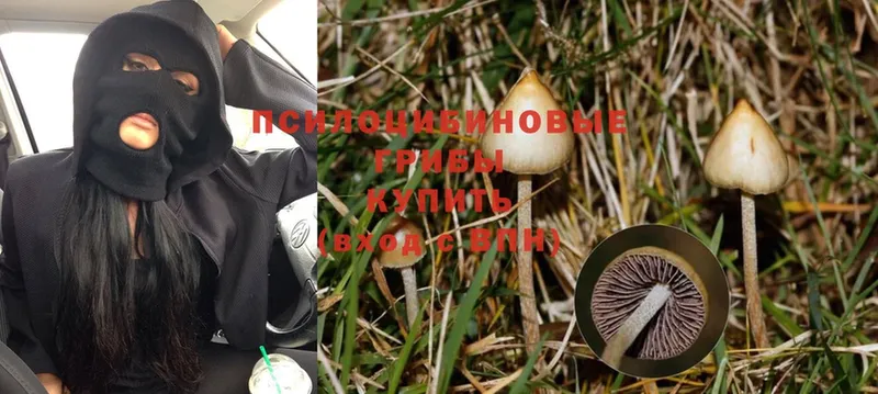 Галлюциногенные грибы Psilocybe  omg tor  Ливны  наркошоп 